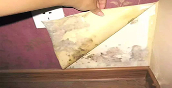 為什么建議做墻紙防霉處理?環(huán)保材料原來也有弊端