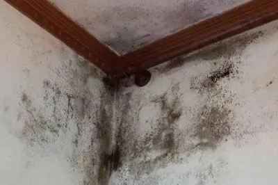 墻面發霉怎么處理？教你一招自己在家就能解決